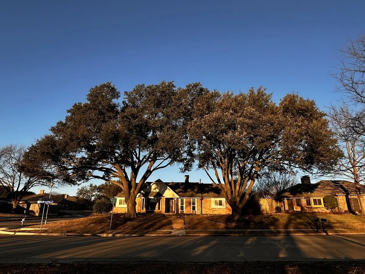 Established residential canopy tree shading a home in Chippewa Bay